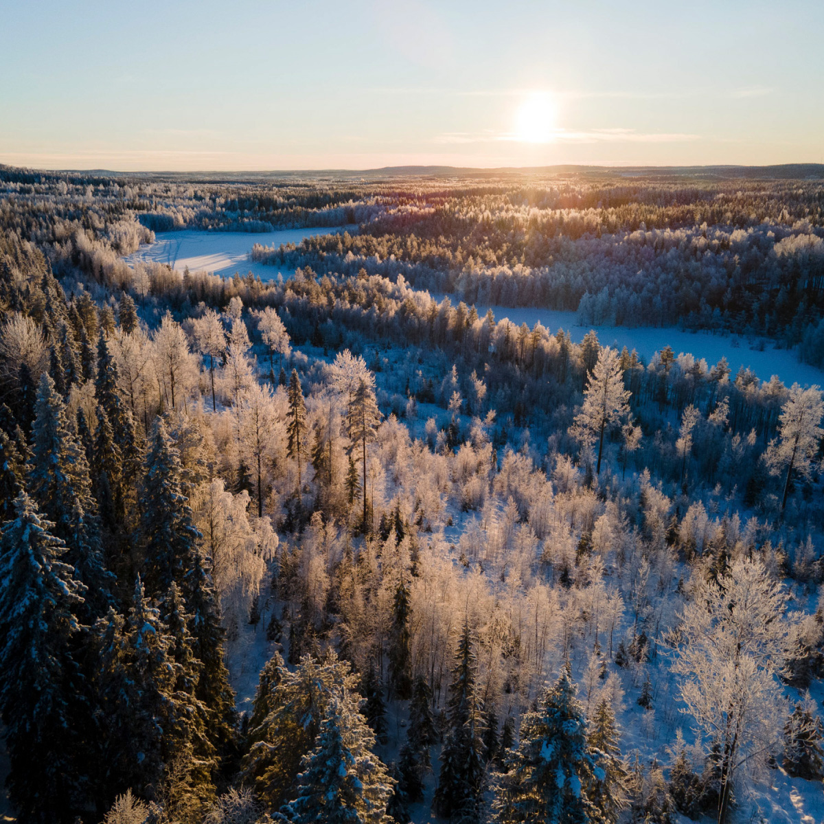 Clear-Cutting Sweden’s Indigenous Land
